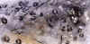 snowleopard.jpg (182704 bytes)